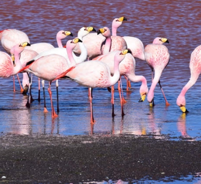 Tour 5 Dí­as / 4 Noches San Pedro de Atacama