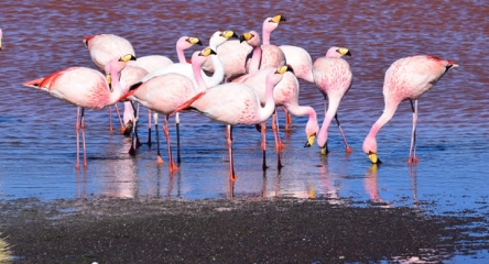 Tour 5 Dí­as / 4 Noches San Pedro de Atacama